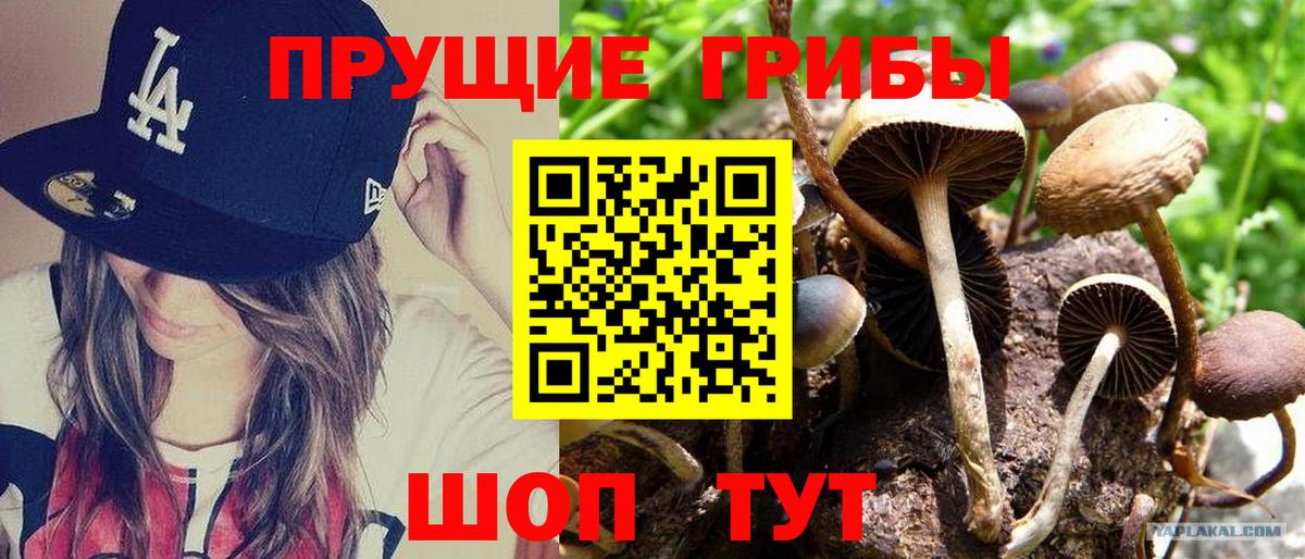 где можно купить   Псилоцибиновые грибы мицелий  Сегежа  Вход с VPN  Галлюциногенные грибы Cubensis 